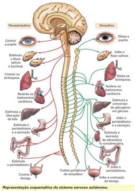 sistema nervoso simpatico